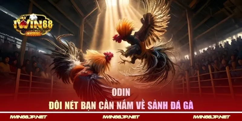 Đôi nét về sảnh gà ODIN